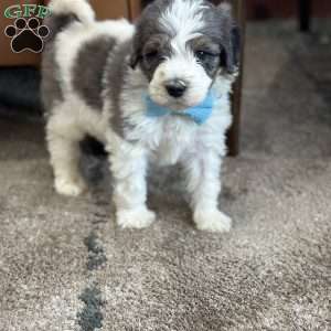 Piglet, Mini Bernedoodle Puppy